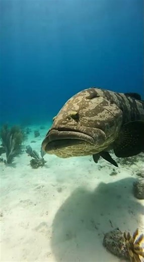 Giant grouper tries to eat a shark! 😳🐟🦈 #usa #shark #reeflife #fishing