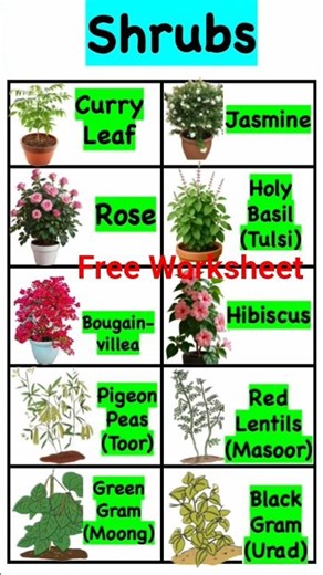 Shrubs Definition |Shrubs Examples |Free Worksheet On Shrubs | Shrubs Specification |What are shrubs