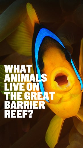 19K views · 367 reactions | Which animals live on the Great Barrier...