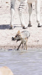 Jackal Hunting Birds Wincent jbSXp #bird #nature #wildlife | HAWI Studios