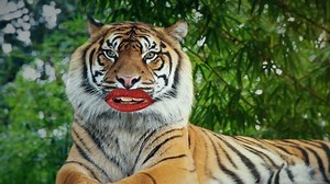 Talking Tiger Funny Face Mouth Lipstick Stock Footage Video (100% Royalty-free) 1099576883 | Shutterstock
