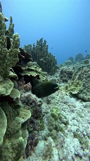 Chasing Coral Explained in 30 Seconds! 🤯 #shorts