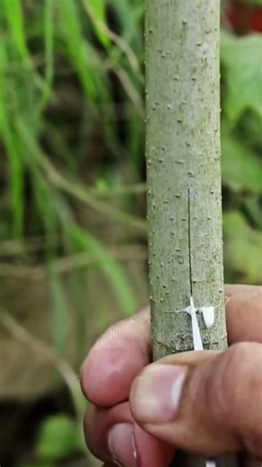 grafting fig tree #treanding #satisfying #grow #shrots