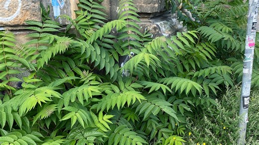 Neophyten - gefährlich oder nicht?