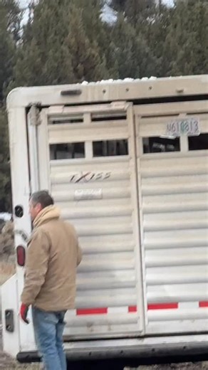 Like a Flash of Lightning our tricky boy was back out on another herd area to see if he does better here. Sadly his time with the mares didn’t get better and Midnight clearly preferred being with the ladies and has made best friends with Lacey and is an Auntie to Blossom and all of us can see she’s happier. Midnight deserves to be happy too and Flash sadly is very possessive and dominant of her and you know what, she had just had enough of it. We took Flash out and brought Apache in to make frie