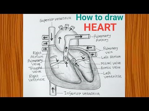 Human Heart Drawing Easy Step By Step / How to Draw Heart Diagram Easily Class 10