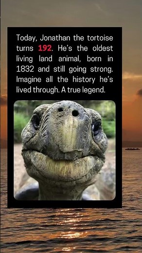 Jonathan the Tortoise Turns 192, Oldest Living Land Animal