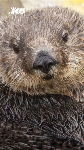 Meet Ruby! She was rescued as a newborn and comes from the Monterey Bay Aquarium. | KING 5