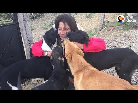 Woman Gives Up Everything To Save All The Stray Dogs | The Dodo