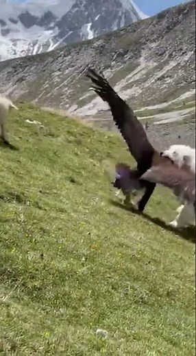Pyrenean Mountain Dog: Guardian of the Pyrenees