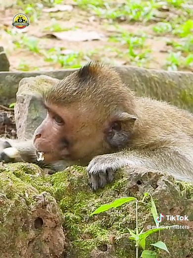 monkey.mister នៅលើ TikTok