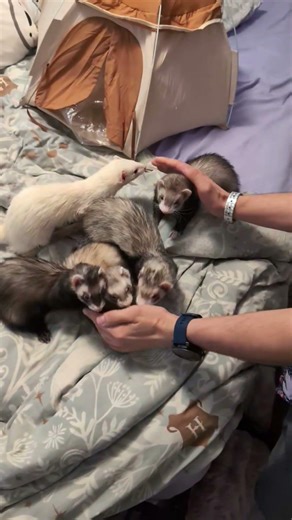 All Hail The Ferret King