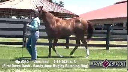 19 reactions | Check out this yearling featured in the Lazy E...