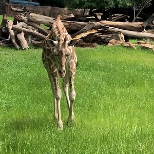 4.7K views · 329 reactions | Receiving top recognition in USA Today’s poll for the 10 Best zoos in the country for the second year in a row might be a tall order… but we are well acquainted with tall things! We can’t do it without you. Voting ends May 24 and every vote on every device counts! Share with your family and friends! Vote now: https://www.10best.com/awards/travel/zoo/fort-worth-zoo-fort-worth/ | Fort Worth Zoo | Facebook