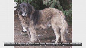 Top 10 Common Health Problems in Rize Koyun Dogs