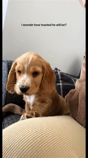 Toasted Cocker Spaniel: The Perfect Color