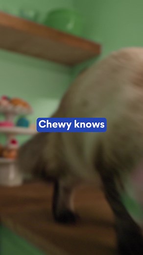 Chewy Cat Food: Find Food Your Cat Will Actually Love