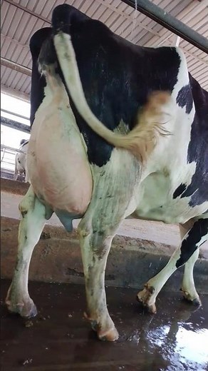 Beautiful Udder development of closeup animal in dairy farm..#cow#dairyherd#cattleworld#milk#shorts.