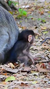8.7K views · 725 reactions | Newborn baby monkey Jada & Mom Jade殺 | Love Monkey | Facebook