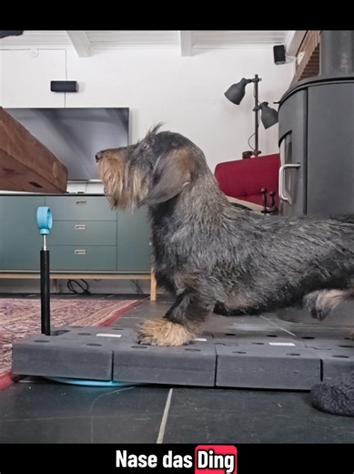 Understanding the Dackel: A Guide to Dachshunds