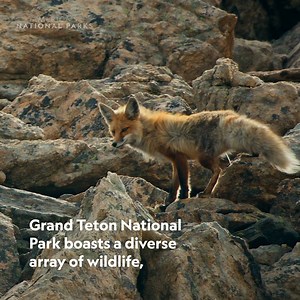 Home to beautiful vistas, majestic peaks, and a whole host of wonderful wildlife, Grand Teton National Park really is grand. #AmericasNationalParks is now streaming on Disney . Stream the #ourHOME collection all month long. | National Geographic Science