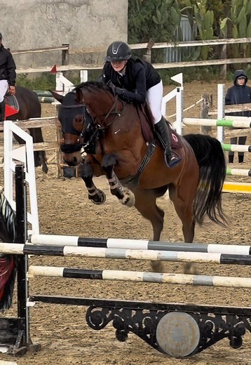 winning rounddd #horses#equestrian#horsesoftiktok#showjumping#horsejump