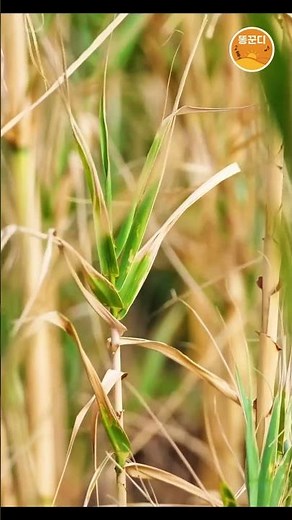 🍃 이거 듣고 멘탈 회복됨 ✔️ | Forest Wind Sound