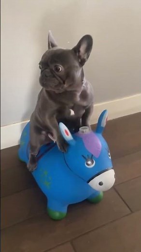 This Frenchie Moment Made Me Laugh Out Loud!
