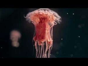 🐼 20 Incredible Animal Facts You Won’t Believe!