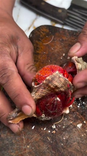 I Found a Mystery Crab Inside This Snail Shell!