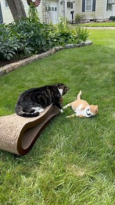 1.8M views · 44K reactions | What did Ducky do to deserve that?! 閭 #cat #cute #funny #cats | Mr. Ducky the Cat | Facebook