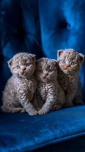 106K views · 60K reactions | Three tiny kitten clouds sat down and decided to stare directly into your soul  Perfect curls, round faces, and that “we did nothing wrong” look. This is what happens when teddy bears learn how to meow. #kittenlove #cutecats #meow #kittens #viral | Wish Ai Creator | Facebook