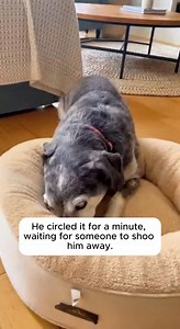 571K views · 12K reactions | When you adopt a senior dog, you aren't...