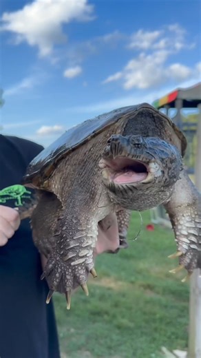49K views · 894 reactions | Purging Snapping Turtles so We Can Eat Them! #turtle #predators #trapping #cooking | Fishin’ with Tate | Facebook