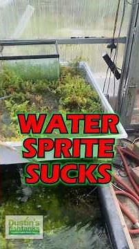 WATER SPRITE EXPERIMENT - PART 1