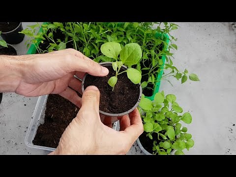 Repiquage des semis de poivrons , piments et aubergines 2020