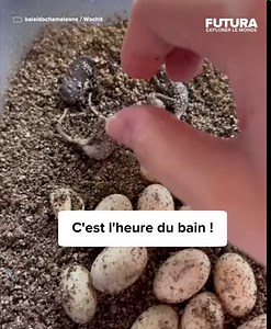 1.7M views · 24K reactions | [] Les bébés caméléons sont trop...