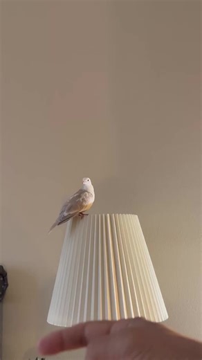 Lulu's Training Journey: A Young Bird's Growth
