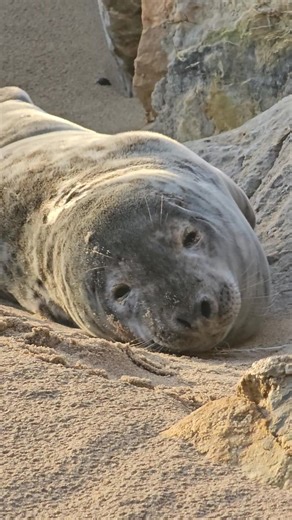 Gorgeous Baby 😍🦭 Recently seen on my travels...I wasn't close...Zoom used 📷 | My Pembrokeshire