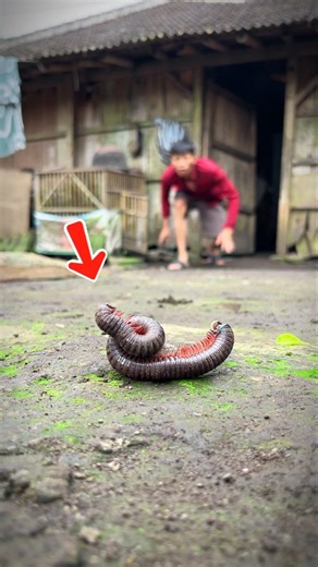 Tears stream down my cheeks as I watch this millipede lying completely still #millipedesong