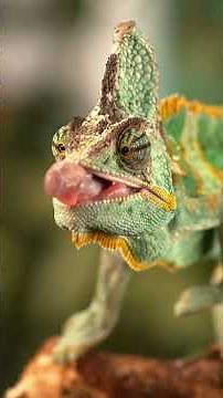 ANIMALS OF AMAZON RAINFOREST 8K Ultra HD – Jungle Wildlife and Sounds