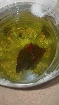 Mosquito larvae food for my betta fish #fypageシ