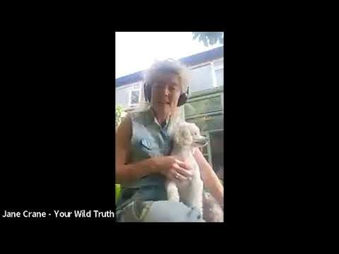 Creating space, Healing Meditation - Jane Crane - Your Wild Truth