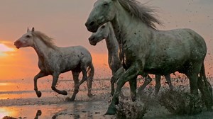 Wild Horses & Pink Flamingos: The Camargue from Above