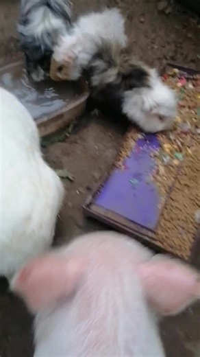 23K views · 800 reactions | Siguen las aventuras de Bruno Colors, conociendo asus otros hermanitos cobayas y conejos... | Chanchi Colors CR | Facebook