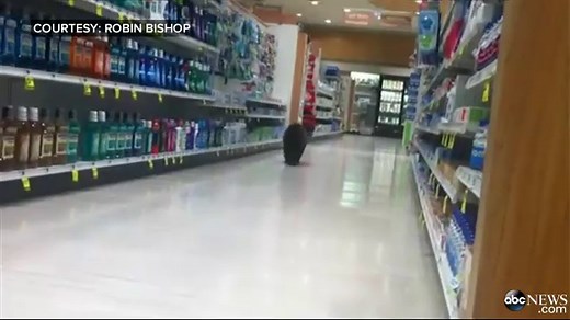 This Is the Reaction When a Bear Cub Enters a Drugstore