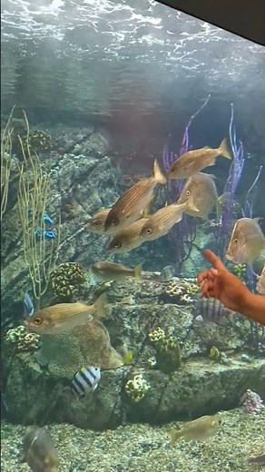 aquarium-of-the-pacific los angeles California