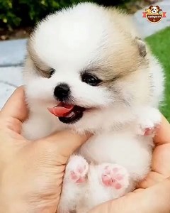 The cutest little 😍 By:@miniteacuppuppy | Cute Pets