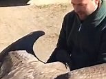 Heart-warming moment condor shares a hug with rescuer
