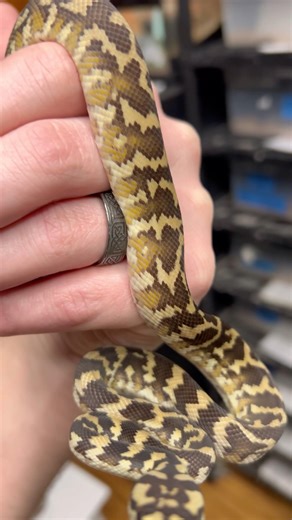 Beautiful Young Papuan Carpet Python Freshly Shed 😍 #beautiful #animal #snake